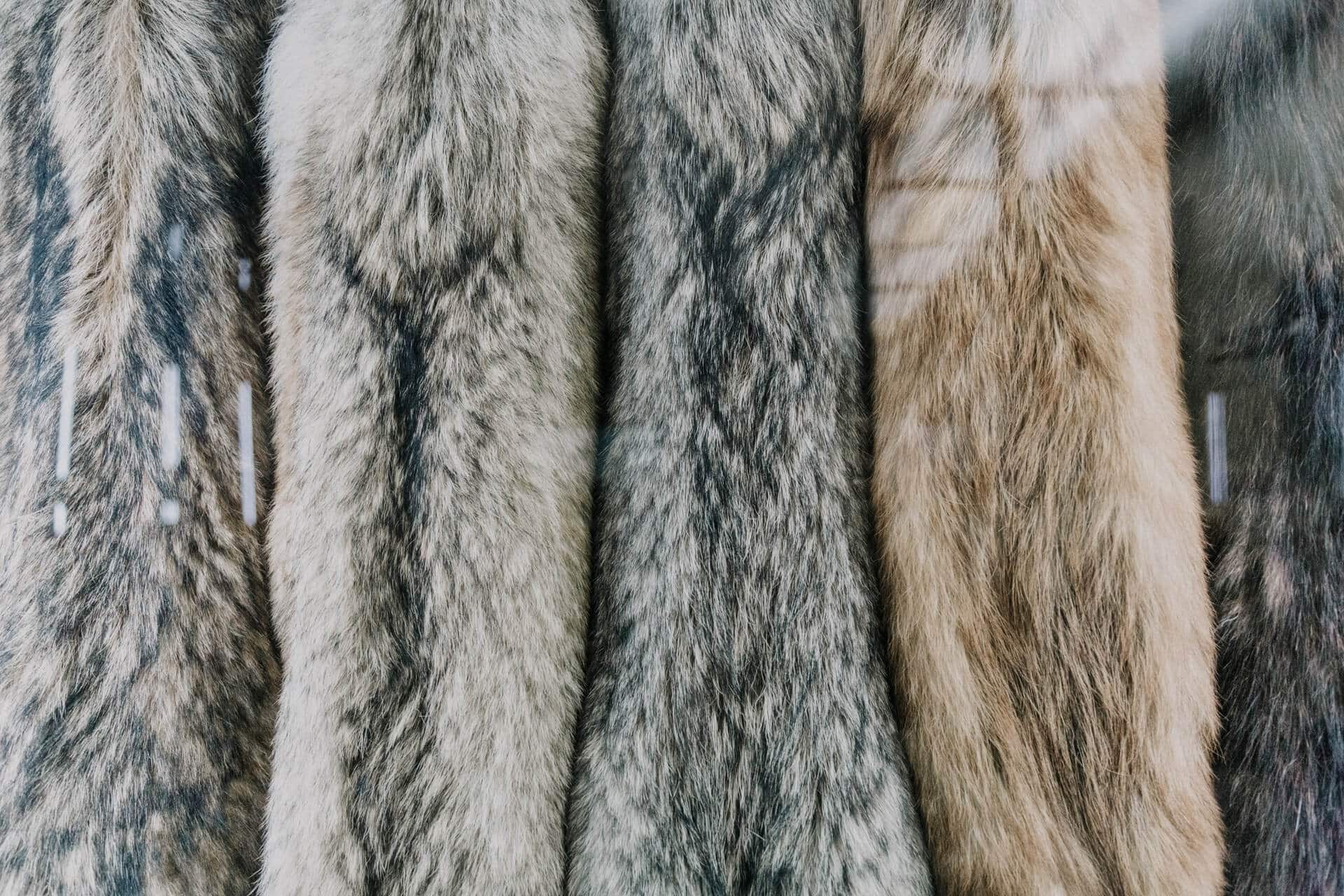 Mink fur – once a symbol of social status, nowadays it is forgotten